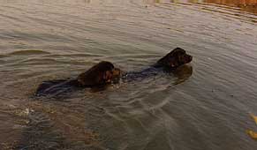 Saint Lawrence and  Susquehanna